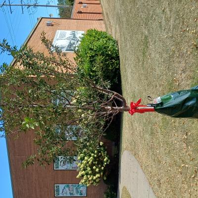 Schwieberdinger Baum